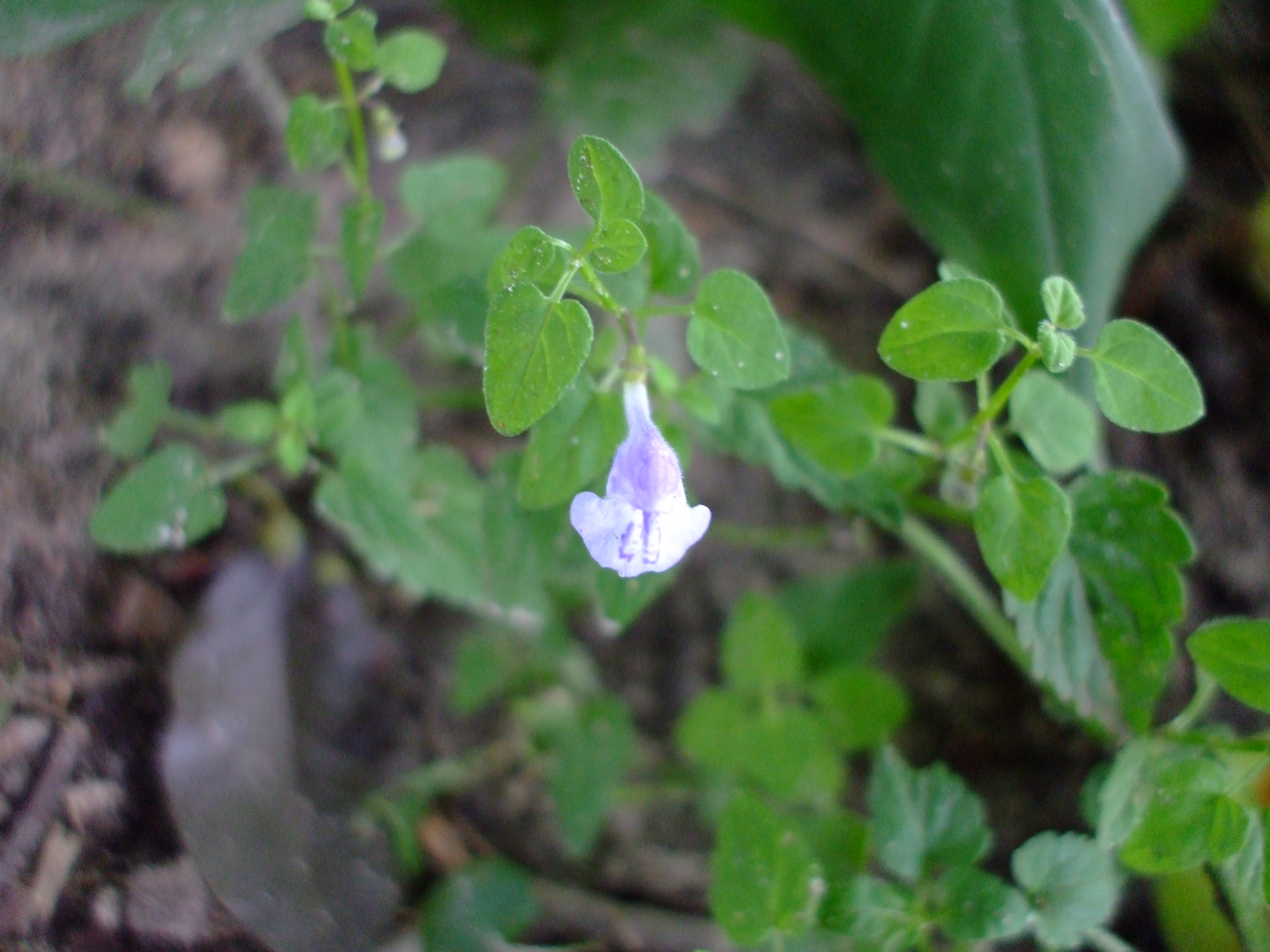 Scutellaria saxatilis